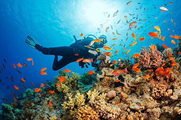 Artículos de Buceo